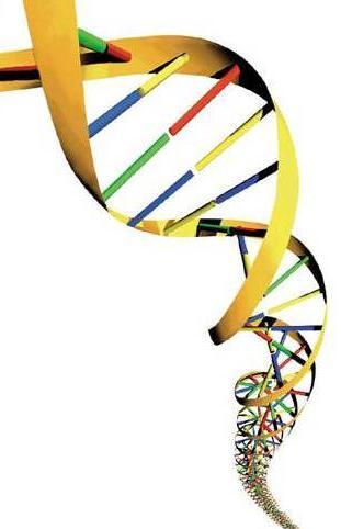 Cromossomo bacteriano Molécula de DNA dupla fita circular (maioria) Disperso no citoplasma (nucleiode) 1 cromossomo (maioria) Haploides um único conjunto