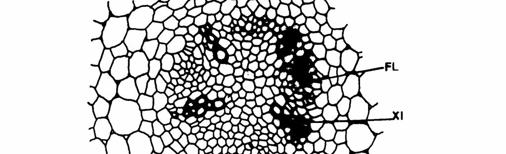 Morfo-anatomia da plântula e do tirodendro de Trichilia 605 A raiz das plantas é tetrarca, com epiderme simples e irregular e córtex parenquimático (Figura 10).