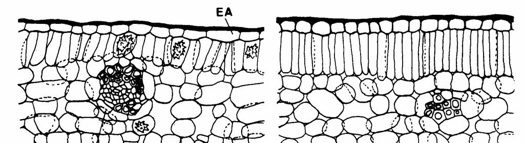 608 Mourão et al. Os metafilos das espécies estudadas, já na fase de tirodendro, diferem pouco dos eofilos.
