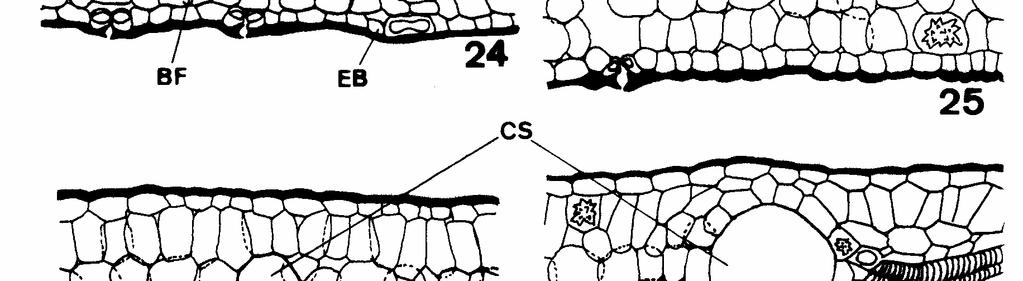 A nervura central dos metafilos (Figuras 37, 39 e 41) não apresenta diferença estrutural significativa em relação aos eofilos, exceto pela maior dimensão e pela individualização de feixes vasculares