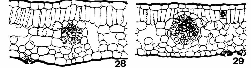 Nos metafilos os complexos estomáticos das três espécies são anomocíticos e as paredes anticlinais das células epidérmicas da face adaxial são mais espessas que as da superfície abaxial (Figuras 18 a