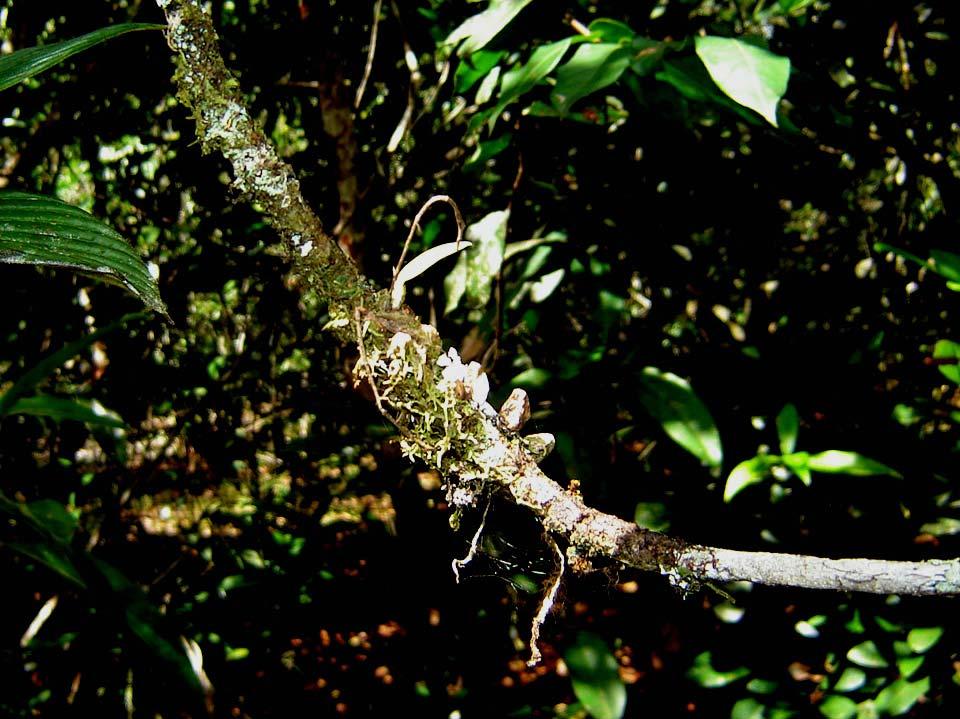97 3. Bulbophyllum setigerum Lindl. Figura 9 - Bulbophyllum setigerum Lindl., em ambiente natural de Campina. Material estudado Coletor: P.I.S. Braga 2915 (INPA 49749).