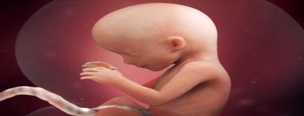 Nutrição fetal Nutrição pré-natal Fetal programming e o conceito dos primeiros mil dias de vida Adaptações fetais a oferta de nutrientes na gestação Deficiência de vitamina na gestação aumento do