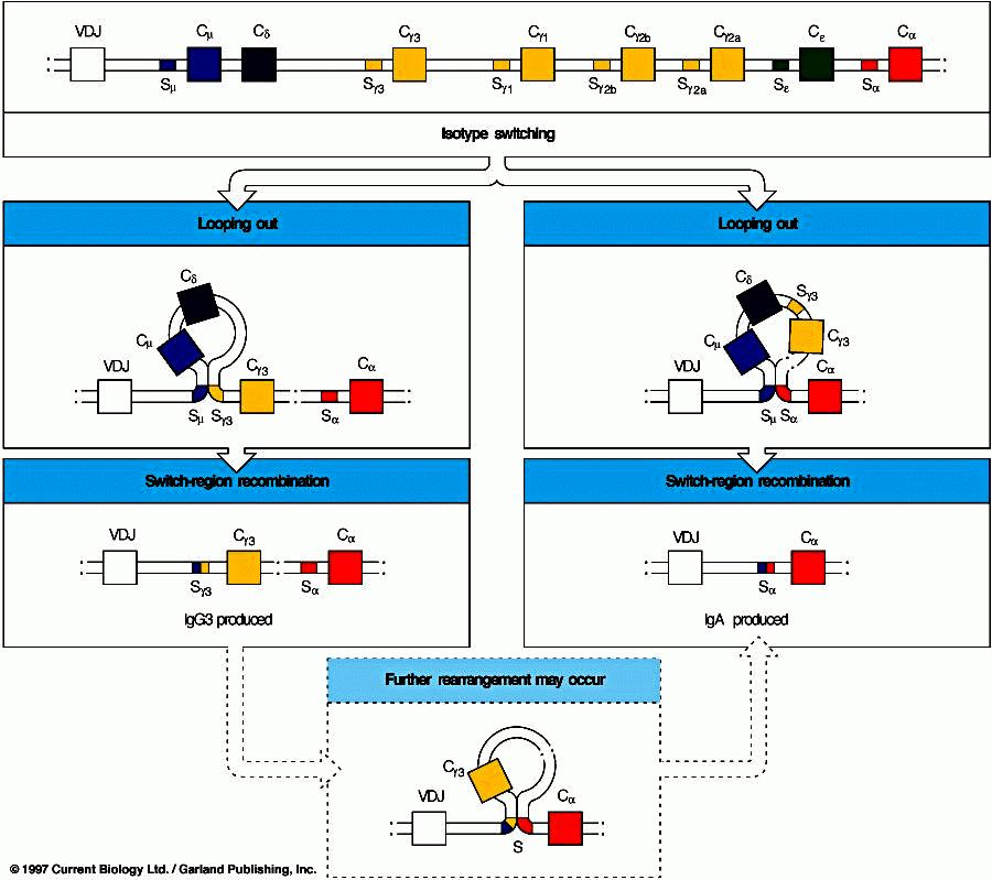 Fig. - Troca de classes (isótipos) de Igs