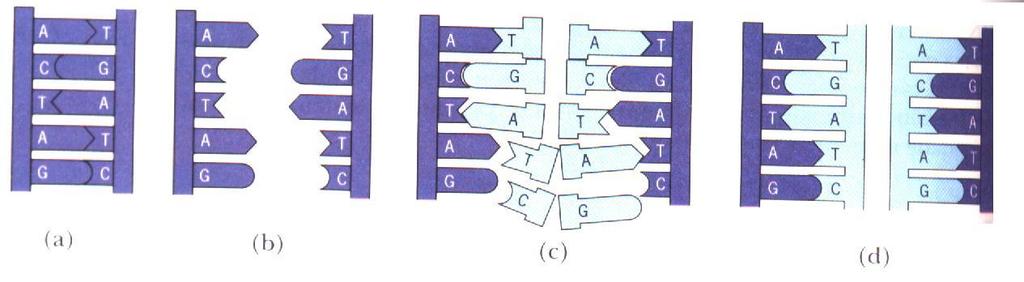 COMO OCORRE A DUPLICAÇÃO DO DNA a) duas fitas complementares de DNA; b) pontes de H se rompem, fitas se separam; c) fitas originais