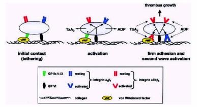 FIGURA 2: Eventos da função plaquetária O contato inicial entre o colágeno e a matriz extracelular (EMC) é mediado predominantemente por GPIbα-vWf e GPVI-colágeno.