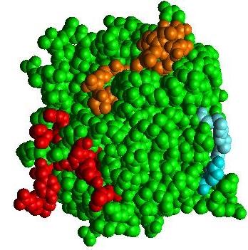 O exosítio II (Heparin Binding Site - HBS) de ligação de ânions é também conhecido como sítio de ligação à heparina.