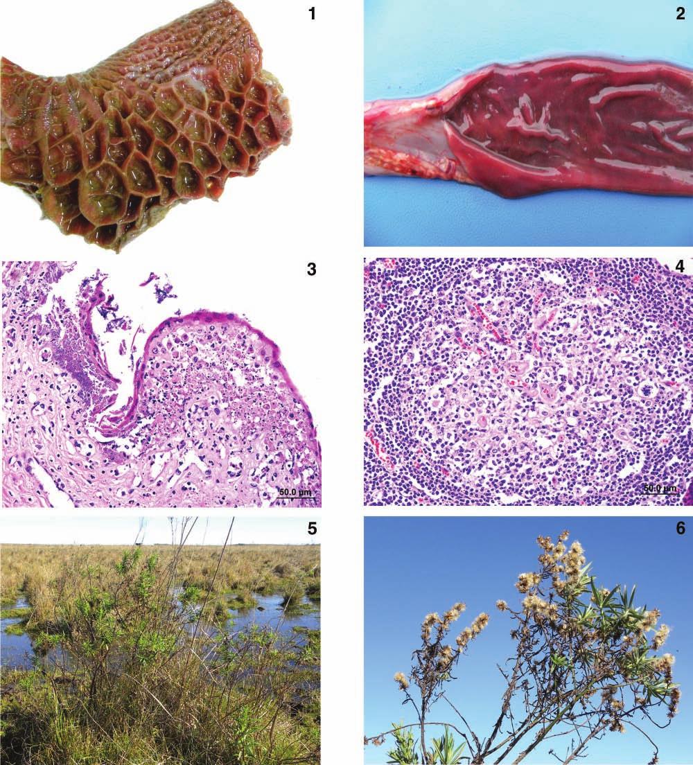 Baccharis megapotamica var. weirii poisoning 611 Figure 1. Diffuse reddening of the mucosa of the reticulum of a water buffalo (Bubalus bubalis) naturally poisoned by Baccharis megapotamica var.
