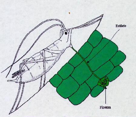 MANCHA ANELAR Papaya ring spot virus (PRSV) Potyvirus