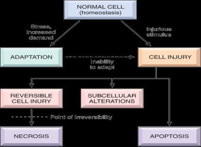 Características 4 Alterações Celulares Adaptativas