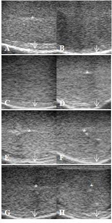 cinza da área selecionada, correspondendo quantitativamente à ecotextura testicular. por outros autores em ovinos (Gouletsou et al., 2003) e bovinos (Arteaga et al., 2005).