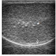 Ultrassonografia testicular... Figura 3. Presença de focos de fibrose (*) em caprinos de raça Alpina com treze meses de idade. Túnicas testiculares (seta). Plano longitudinal.