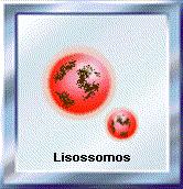 Lisossomos Estrutura que apresenta enzimas digestivas capazes de digerir um