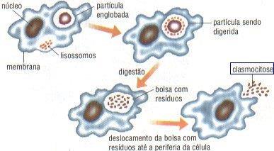 Lisossomos: