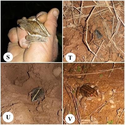 23 Figura 08- S. Boana pardalis T. Elachistocleis sp U. Leptodactylus fuscus V. Leptodactylus latrans.