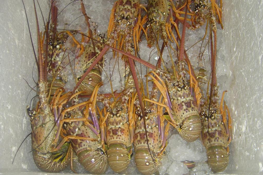 ALMEIDA, L. G. Caracterização das áreas de pesca artesanal de lagosta na praia da Redonda... 42 Figura 18 Lagostas acondicionadas em caixas isotérmicas com gelo.