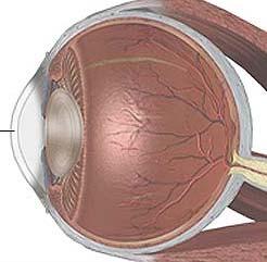 Introdução 3 1.1 Anatomia da córnea A córnea é um tecido transparente e avascular que com a esclera forma o revestimento externo do bulbo ocular e ocupa um terço da túnica ocular.