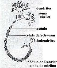 fagocitam, isolam eletricamente os axônios.