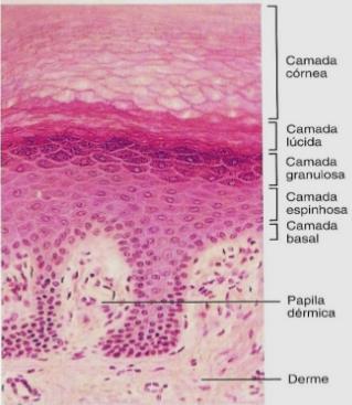 Camada córnea: células cornificadas (queratinizadas), anucleadas e mortas; Camada lúcida: presente apenas na pele espessa: poucas camadas de células altamente compactadas sem organelas ou núcleos;