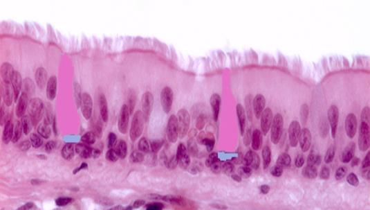 Entre as células de revestimento há células epiteliais secretoras denominadas células caliciformes, secretoras de muco.
