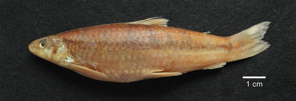 Salgado et al. Paradontidae in Paraíba do Sul River, Brazil 1093 Figure 2. Specimen of Apareiodon itapicuruensis (LEP-UFRRJ 1455). Figure 3. Specimen of Apareiodon piracicabae (LEP-UFRRJ 1565).