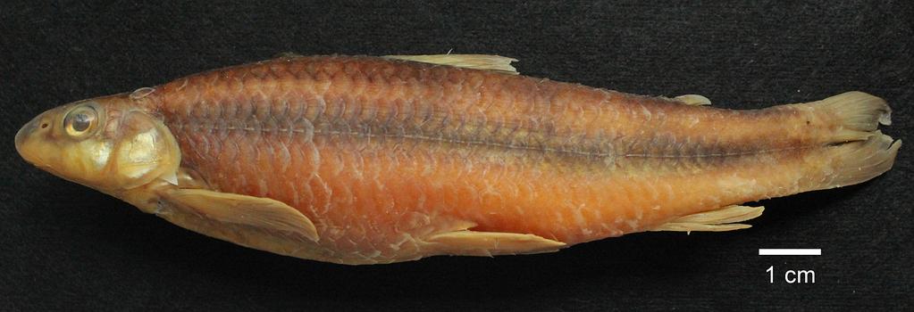 Brazil, São Paulo, Paraíba do Sul River, Queluz (22 32ʹ13ʺ S, 044 46ʹ26ʺ W), B. F. Terra et al.,27/i/2013, LEP-UFRRJ 1081,1 specimen.