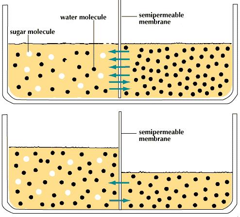 Bases Conceitos Osmolaridade Relativo a soluções Físico-Químico OsmolaRidade = nº de partículas por Litro