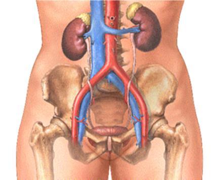 Fluídos corporais Regulação Intracelular Membranas