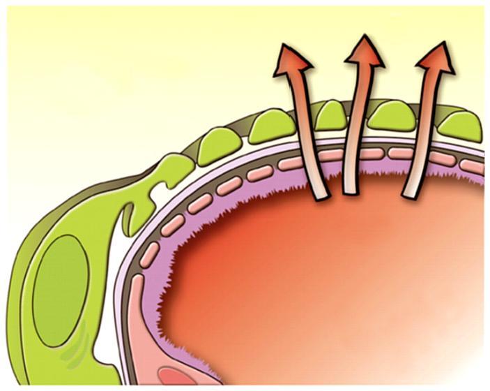 Membrana filtrante Filtrado Endotélio capilar glomerular Fenestrado: < 100 nm