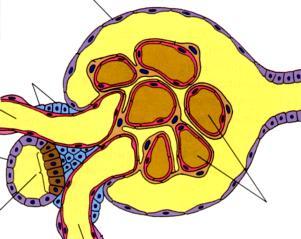 Aldosterona Mais reabsorção de Na + Controle hormonal Renina-Angiotensina-Aldosterona Adrenal Túbulo distal Baixa pressão (arteríola aferente) Baixo Na + (túbulo distal) Posição AJG Secreção de