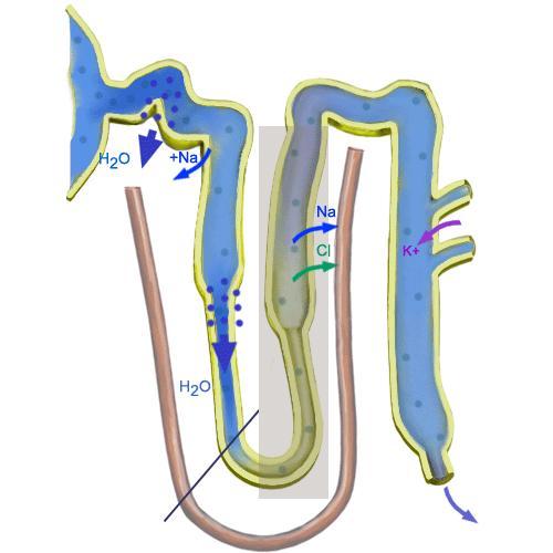 Cápsula de Bowman Controle hormonal Túbulo proximal Túbulo distal ~100 mosm Hormônio Antidiurético ~300 mosm ADH (Antidiuretic Hormone) Vasopressina Osmolaridade do plasma < 300 mosm