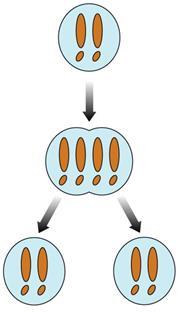 Mitose Célula diploide (2n) se divide e dá origem a duas células idênticas (2n) Cél.