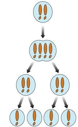 origem a 4 células haploides diferentes entre si e da original Cél.