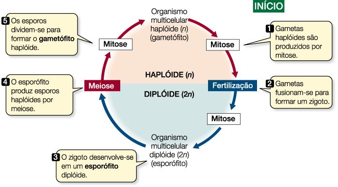 Metagênese: Ciclo com alternância de gerações Um organismo diplóide