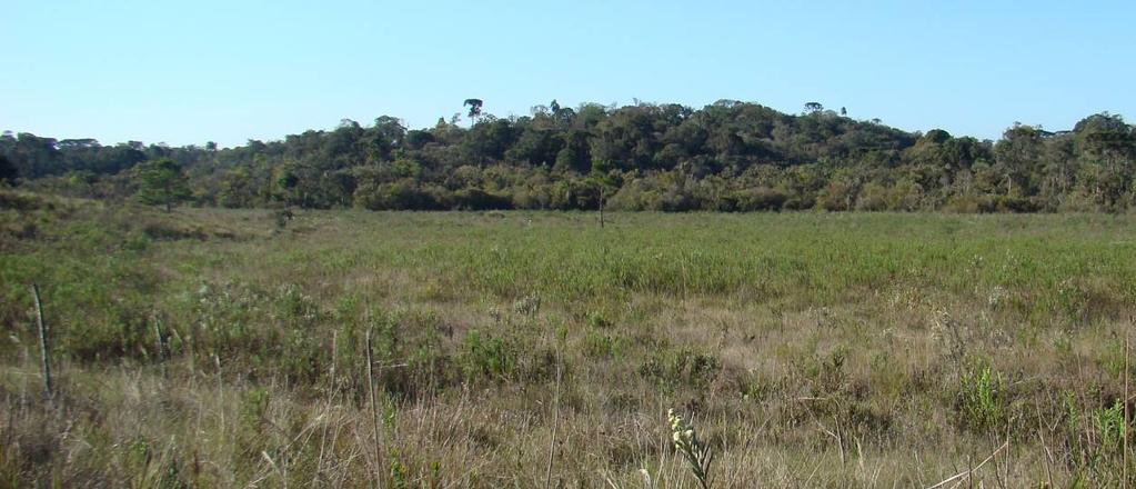 A vegetação Hidrófila (Figuras 21 e 22) é caracterizada como sendo a vegetação que apresenta desenvolvimento pleno em áreas de saturação permanente, típicas de ambientes hidromórficos.