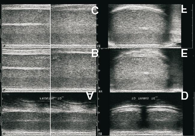 902 CARDILLI, D. J. et al. FIGURA 1.