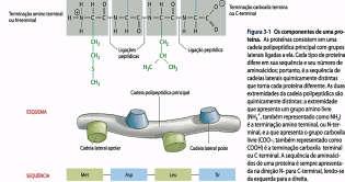 unhas, chifres), fibroína (seda), elastina (tendões) B. Proteínas conjugadas (complexas ou heteroproteínas) Após hidrólise, produem a a.