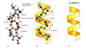 (covalente). Uma variação na sequência condu a uma proteína diferente com ação bioquímica diferente.