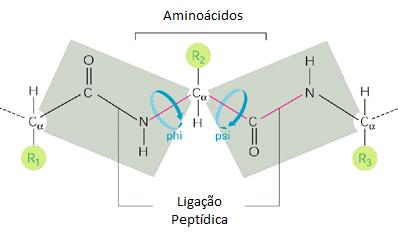 20 A ligação peptídica, que une os aminoácidos (Figura 2) ocorre por meio da desidratação, da seguinte maneira: o grupo carboxila de um aminoácido perde uma hidroxila (OH), enquanto o grupo amino do