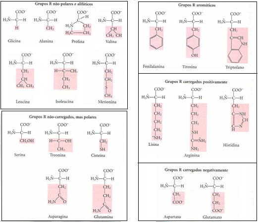 21 Figura 3: Classes dos Aminoácidos encontrados em proteínas Fonte: (LEHNINGER; NELSON; COX, 2001) Analisando as classes principais, pode-se perceber que todas são baseadas, de certa forma, no grau