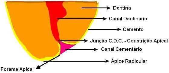 Junção cemento-dentina-canal (CDC): é o ponto de união entre o canal dentinário e o cementário, e normalmente é o ponto onde o canal radicular apresenta o menor diâmetro.