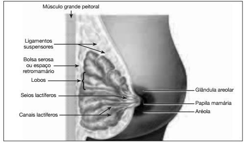 15 Figura 3: Constituição anatômica da mama. Fonte: BERNARDES, A. Anatomia da mama feminina. Capítulo 33. Disponível em: <http://fspog.com/fotos/editor2/cap_33.pdf> Acessado em: 06 set. 2015.