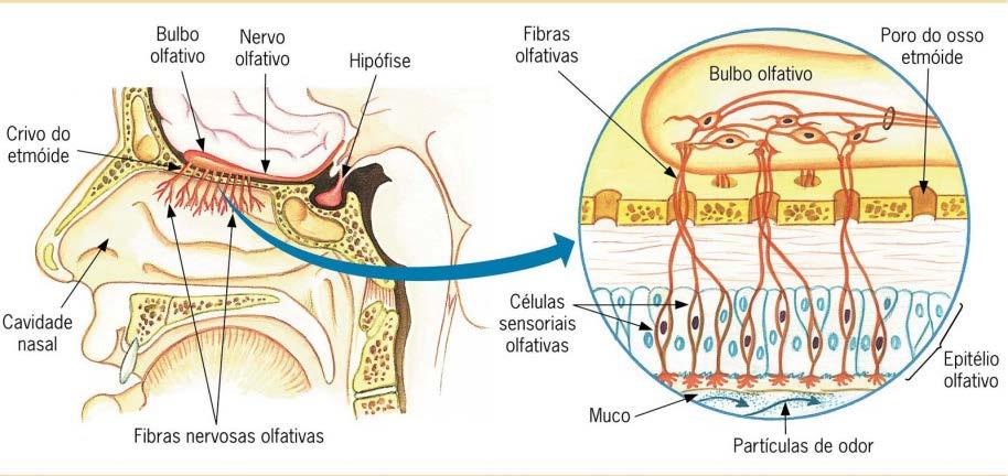 Nariz É o órgão que contém os receptores responsáveis pelo olfato.
