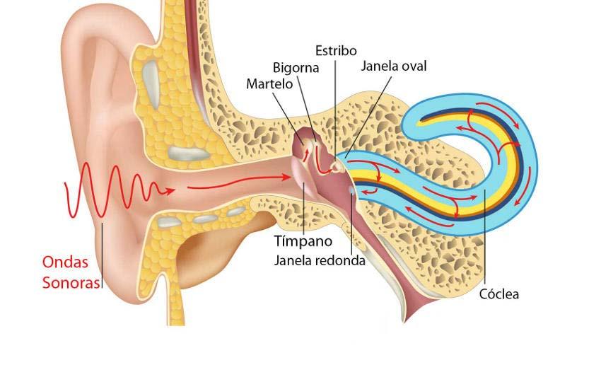 A membrana timpânica é a divisão entre o ouvido externo e o ouvido médio, que vibra quando é atingida pelas ondas sonoras.