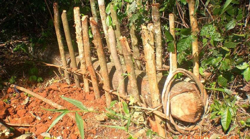 72 2.12 AS ARMADILHAS (MUNDEU) Todos os meninos guarani e kaiowá aprendem a caçar e a pescar desde criança, pois vão com seu pais.