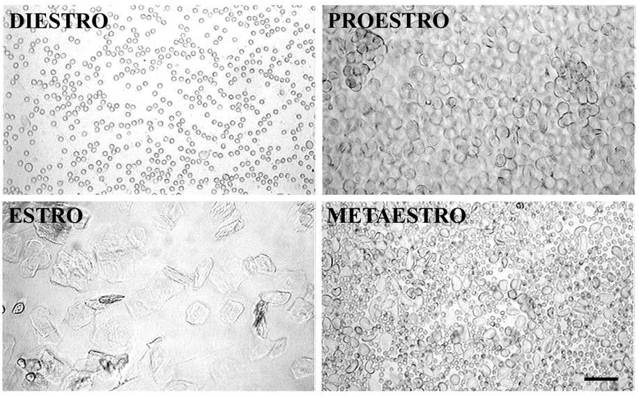 29 Figura 5. Fotomicrografias mostrando a clássica citologia vaginal de ratas nas diferentes fases do ciclo estral.