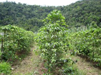 (Rubiaceae), sob manejo orgânico, com cafeeiros sem arborização (monocultivo a pleno sol) (A) e cafeeiros associados a árvores para sombreamento (sistema com arborização) (B), instaladas na Fazenda