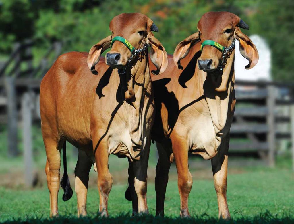 : 5.694 kg Flor reúne em seu pedigree, os provados C. A. Quiosque e C. A. Everest. livre escolha! Na linha alta o recorde de valorização da Expozebu 2009.