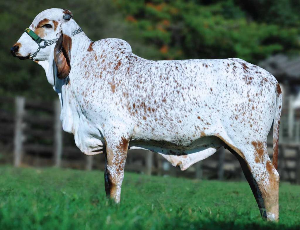 A QUEIXA UMIDADE CAL Prod.: 5.694 kg Na linha alta o Líder absoluto Sansão, pai das atuais recordistas mundiais de produção em torneio leiteiro, Fita e Valia.