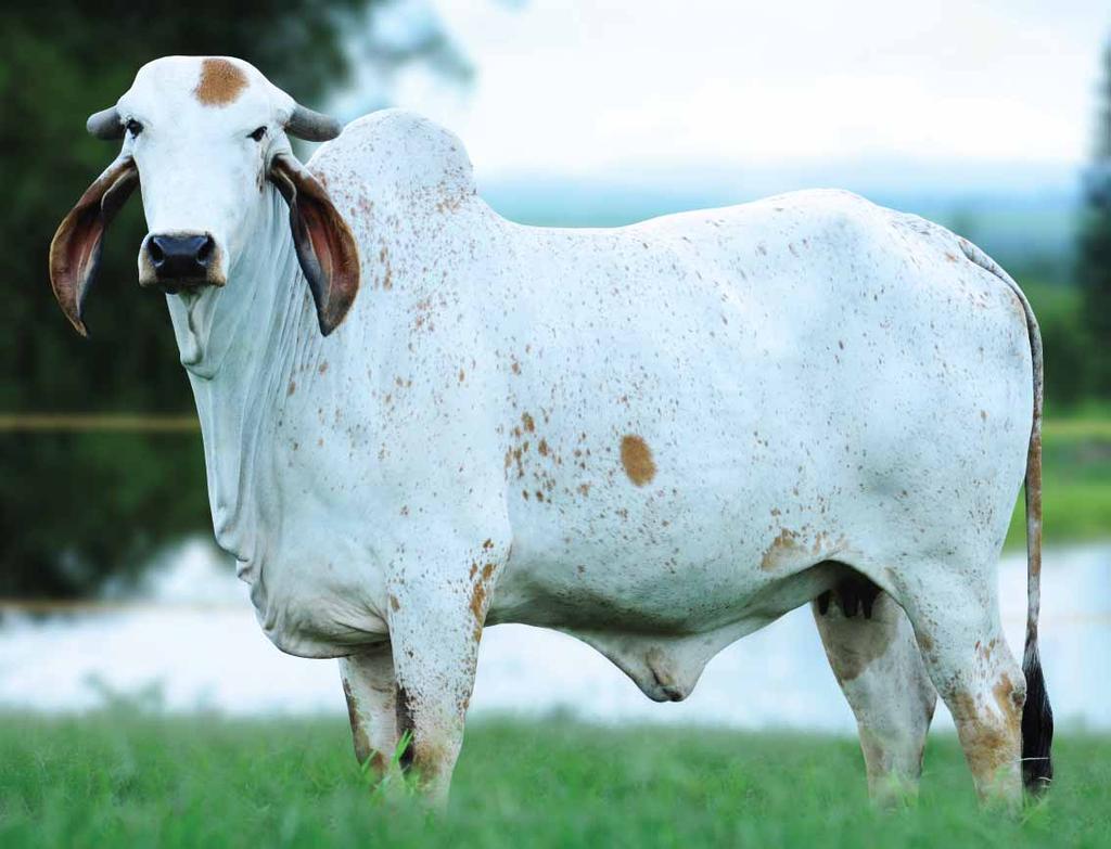 442 Kg de Leite - 1ª Lactação METEORO DE BRAS. PTA: 395,3 Kg/PNMGL GINGER DE BRAS. Prod.: 10.016 Kg de leite C. A. MACEDÔNIA Prod.: 4.271 Kg de leite C. A. ÓRBITA IN LA3 Prod.: 4.743 Kg de leite GRINALDA TE DE BRAS.